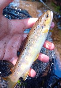 Brown Trout