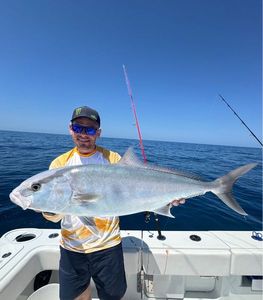 Greater Amberjack