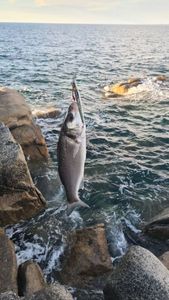 European Bass (Seabass)