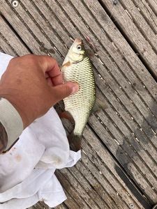 Roach