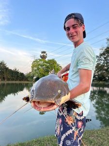 Redtail Catfish (Pirarara)