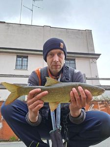 Barbel