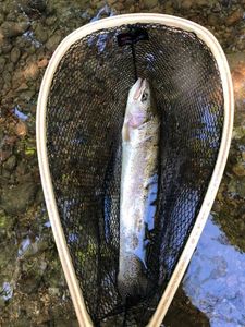Rainbow Trout