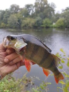 European Perch
