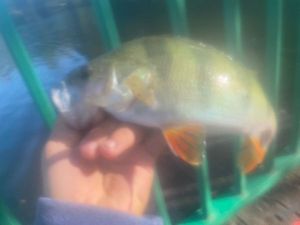 European Perch