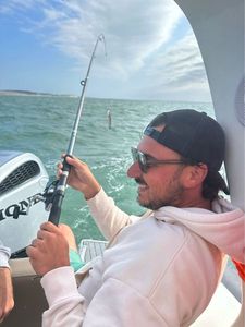 European Bass (Seabass)