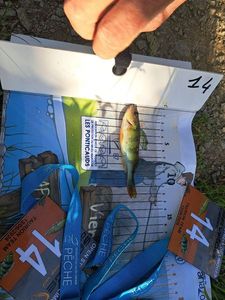 European Perch