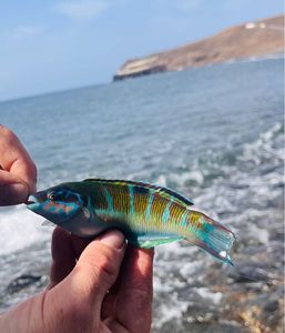 Mediterranean Rainbow Wrasse