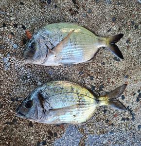 White Seabream