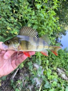 European Perch