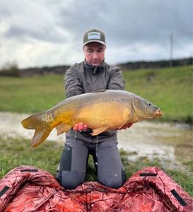 Mirror Carp