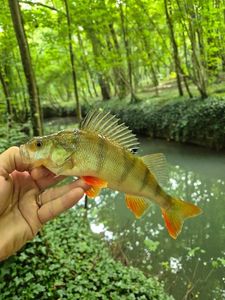 European Perch