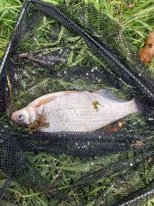 Common Bream
