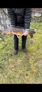 Mirror Carp