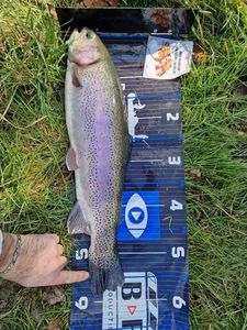 Rainbow Trout