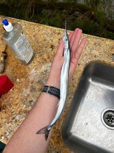 Garfish