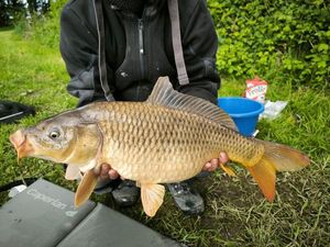 Common Carp