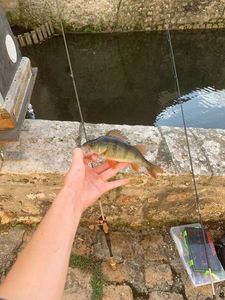 Yellow Perch