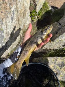 Brown Trout