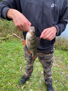 European Perch