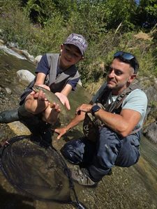 Brown Trout