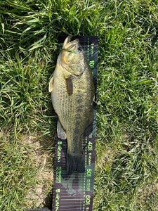 Largemouth Bass
