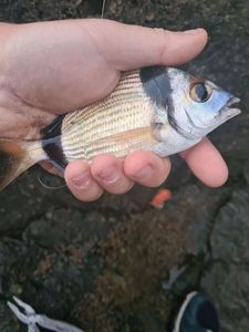 Common Two-banded Seabream