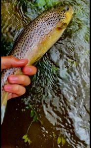 Brown Trout