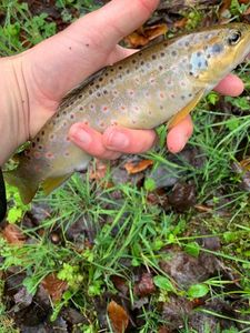 Brown Trout