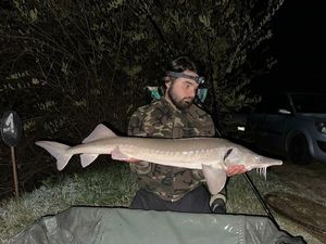 Sturgeon