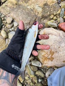 Grayling