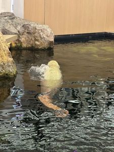 Arapaima