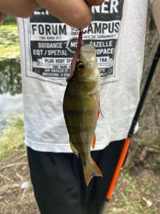 European Perch