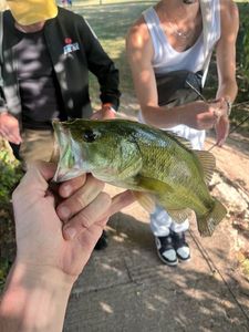 Smallmouth Bass