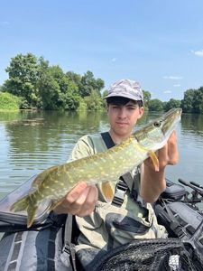 Northern Pike