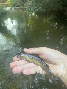 Brown Trout