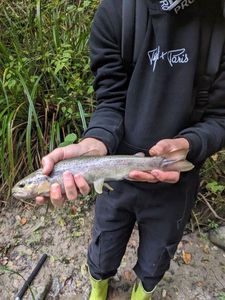 Brown Trout