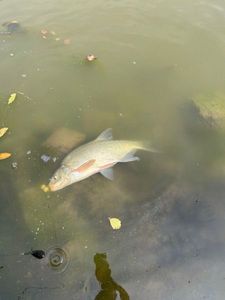 Common Bream