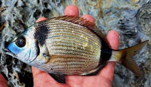 Common Two-Banded Seabream