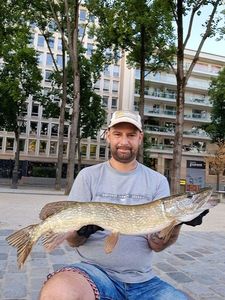 Northern Pike