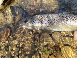 Brown Trout