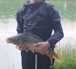 Mirror Carp