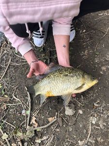 Crucian Carp