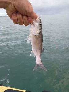 European Bass (Seabass)