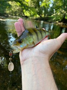 European Perch