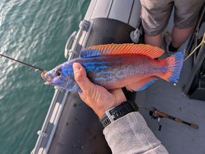 Cuckoo Wrasse