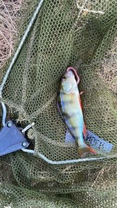 European Perch