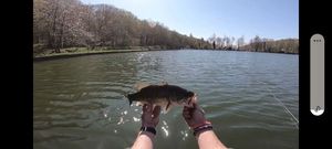 Largemouth Bass