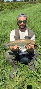Sea Trout