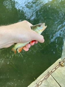 European Perch